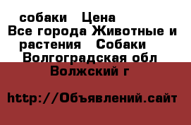 собаки › Цена ­ 2 500 - Все города Животные и растения » Собаки   . Волгоградская обл.,Волжский г.